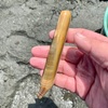 海の公園でマテ貝採り→豊かな食卓になりました