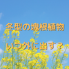 3月。春先。冬型の塊根植物を外に出すタイミングは？ポイントは気温です。