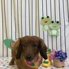 6月17日トリミング