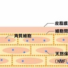 角質層にある３つの保湿成分とは？？