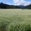 白い絨毯　蕎麦畑