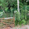 紫陽花カット、ひまわり一番
