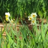 昭和記念公園の冬の花と小鳥たち。