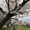 野川の桜