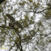 Peregrine Falcon