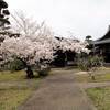 2024年4月7日　お花見