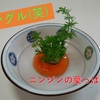 🥕の葉っぱ栽培日記（10日目）