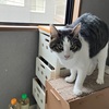 【先住猫と新入り猫】四ニャン坊たかんぼは、優しさの塊なのです。