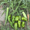 ズッキーニ消滅、オクラ巨大化。農業研修で知った夏野菜の収穫タイミング　8月の農記事　