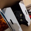 カップラ森