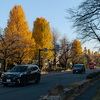 国立大学通りの紅葉が見頃だったので谷保駅まで