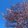 桜の開花宣言のお話。