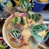 🌵多肉植物    大きく育てたい胡蝶の舞  他🌵