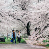 お気に入りの桜をＥマウントレンズで撮る～名城公園編～