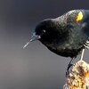 鳥類の進化（ウグイスからダチョウまで）：秘密はゲノムにあり！ (BBC-Science, Nov. 11, 2020)   