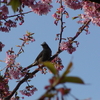 河津桜にヒヨドリと・・・