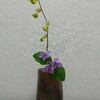 今日のお花：諸葛菜、土佐水木