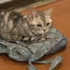暑くてもやらねばいけない草刈り。