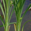 2017年今年を振り返る（6月）【白山高山植物園】