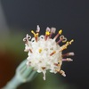 ピーチネックレスの花は小さい花が集まって咲く？