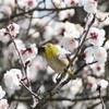 臥龍梅、一足早く見頃　八代市・松井神社