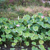 蓮と田んぼ、河原の花