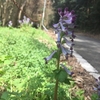 桜は一分咲でした。桜見物自転車散歩：ポタリング