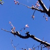 昨日の庭から（桜、スイセン・シルバーチャイム、白梅）