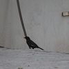 アカハシウシハタオリ Red-billed Buffalo-Weaver