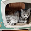 猫好き必見！4匹の猫たちが取り合いになるほどの人気！レトロなテレビ型キャットハウス兼つめとぎの魅力