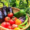夏に知っておきたい野菜の鮮度を長持ちさせる方法　トマト編