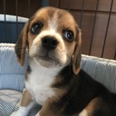 ビーグル犬エイトのお散歩日記