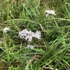 ヘンプアグリモニーの花　「メインの森」