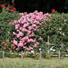 大町公園のバラのトンネル