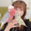 パパが帰ってきた！モモイロインコをモニタリング インコ オウム【Galah】