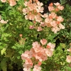 6月中旬の庭の様子・バーベナ（ネメシアは間違い）の二番花