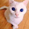 Sapphire blue cat eyes