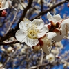 つくば市内の梅花の名所「梅園公園」