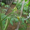 窓辺で苗作り　⑦　　トマトに花がつき、バジルは巨大化