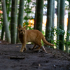 関西あたりのねこさん