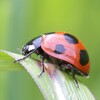 【研究論文】ヴィーガン系植食性テントウムシとアブラムシから見た肉食系昆虫の理学的特異性の研究　