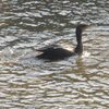 鳥、孤独に耐えて