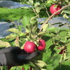 中生種りんご、収穫の日々