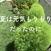 地植えしていたコキアが枯れた！鉢のゴールドクレストも根腐れ。