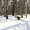 玉原高原☆深雪をラッセル♪ラッセル♪