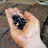 四街道市物井の里山の谷津田で「大豆オーナー」募集　たのくろ豆の紹介と種まき