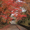  京都紅葉の旅　第四日目