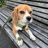 今日から僕は。。。