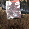 赤紫蘇播種