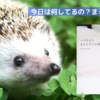 人気急上昇中！癒し系ハリネズミ「まるたろう」の魅力